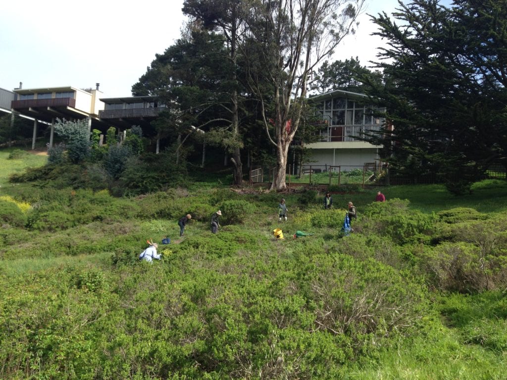 4.Friends of Glen Canyon Park volunteers and Natural Areas Programs gardeners fan out across Glen Canyon shrub land and remove inimical mustard and radish from the slope.  April 10, 2014