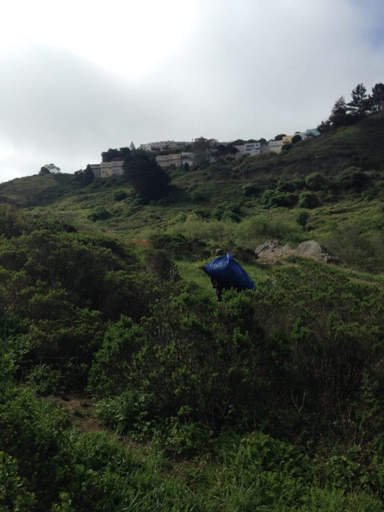 5.Rec and Parks gardener hauling tarp full of mustard to Radish Hill in Glen Canyon. The mustard will decompose there. Notice, on the horizon, the promontory, one of the highest places in San Francisco. El Sereno Court towers over Glen Canyon on the west side of O'Shaughnessy Blvd. Before this hillside was bulldozed in the late 1930s this hillside was the western most part of Glen Canyon. April 10, 2014