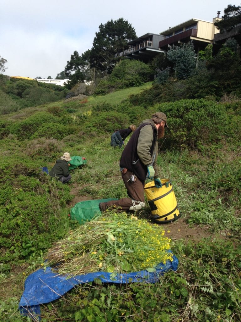 Friends of Glen Canyon Park, supervised by a Rec and Parks gardener, remove mustard from an eastern canyon slope. Work party took place on Wednesday, April 10. 