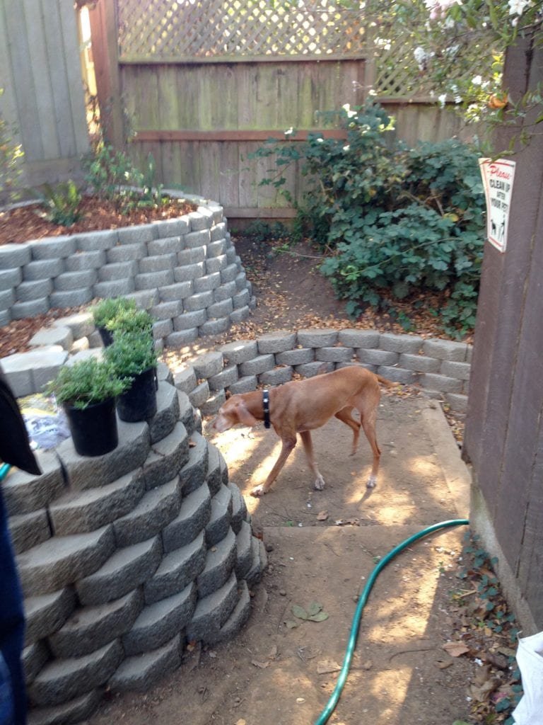 Zelda, Adam King's dog, checking out the Surrey Street garden.