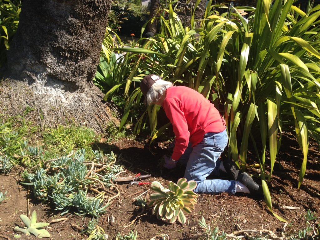 Sally Ross weeding among Sunnyside Conservatory succulents.