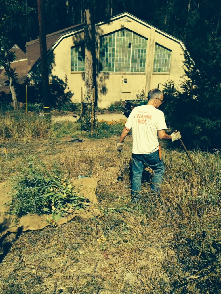 Volunteer Jay Estey uprooting mustard and radish is Glen Canyon Park on June 13.