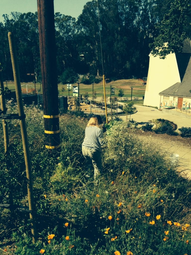 Volunteer Darlene Shadel among California poppies, weeding radish and mustard on June 13.