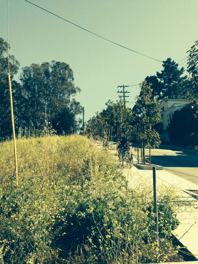 Mustard blankets the Elk Street hillside. Rec and Parks goal: remove it!