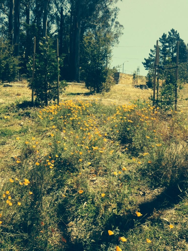 California poppies freed from smothering wild mustard, after a June 13 work party that included Rec and Parks gardeners and Glen Park Garden Club volunteers.
