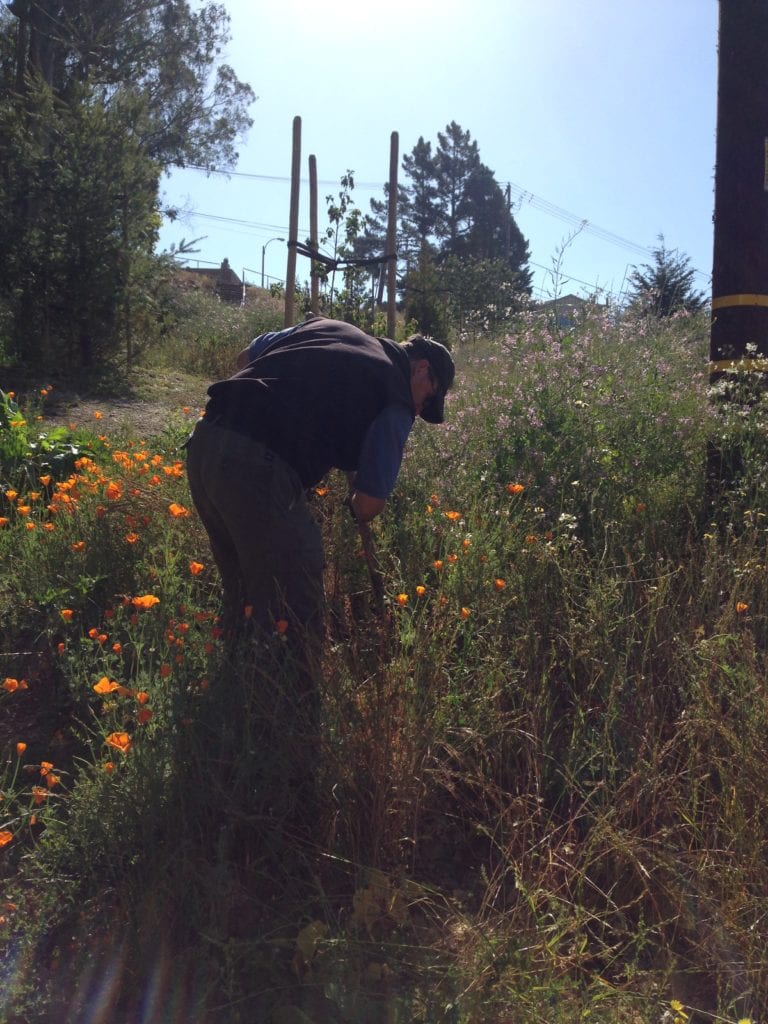 Rec and Parks gardener, Wayne Kappelman, weeding mustard in Glen Canyon Park on June 13.