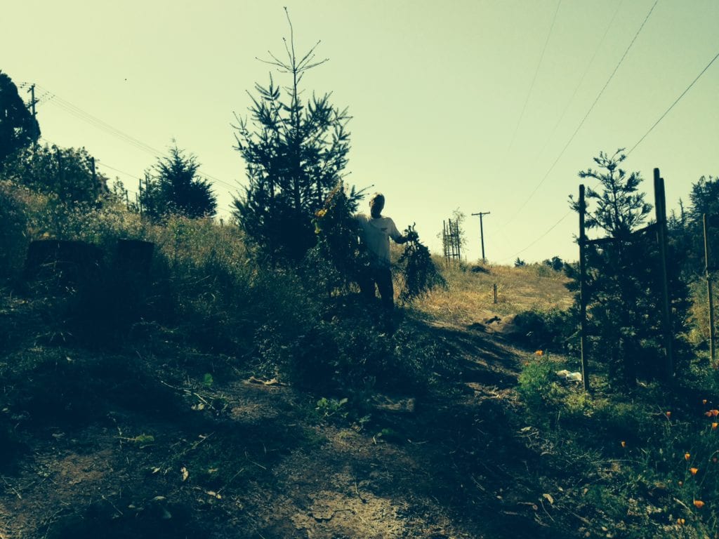 Volunteer Jay Estey collecting weeded mustard in Glen Canyon Park on June 13.