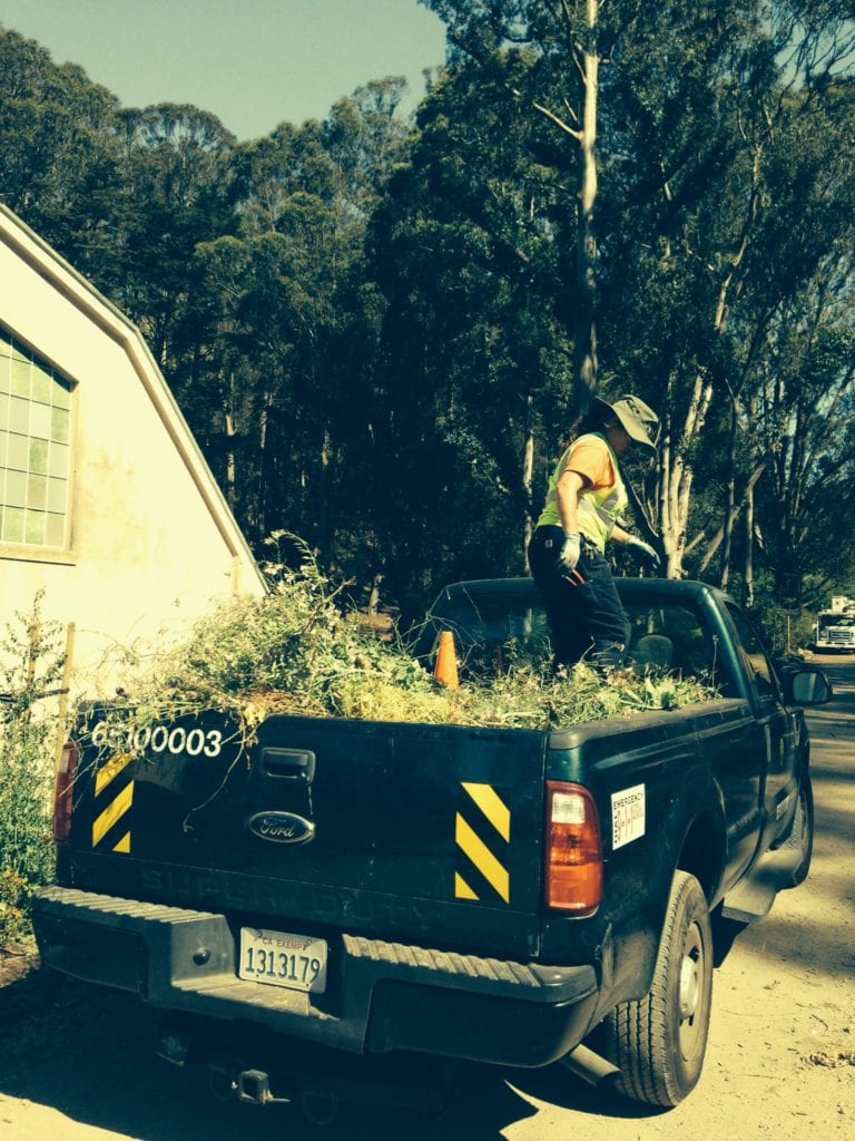 RPD gardener tamping mustard aboard her truck on June 13.