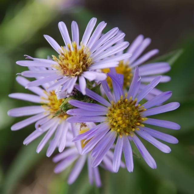 Aster, a Glen Canyon wildflower that goes to seed in the summer. The seed is collected for germination and later reintroduction in the canyon. Photo by Rich Craib.