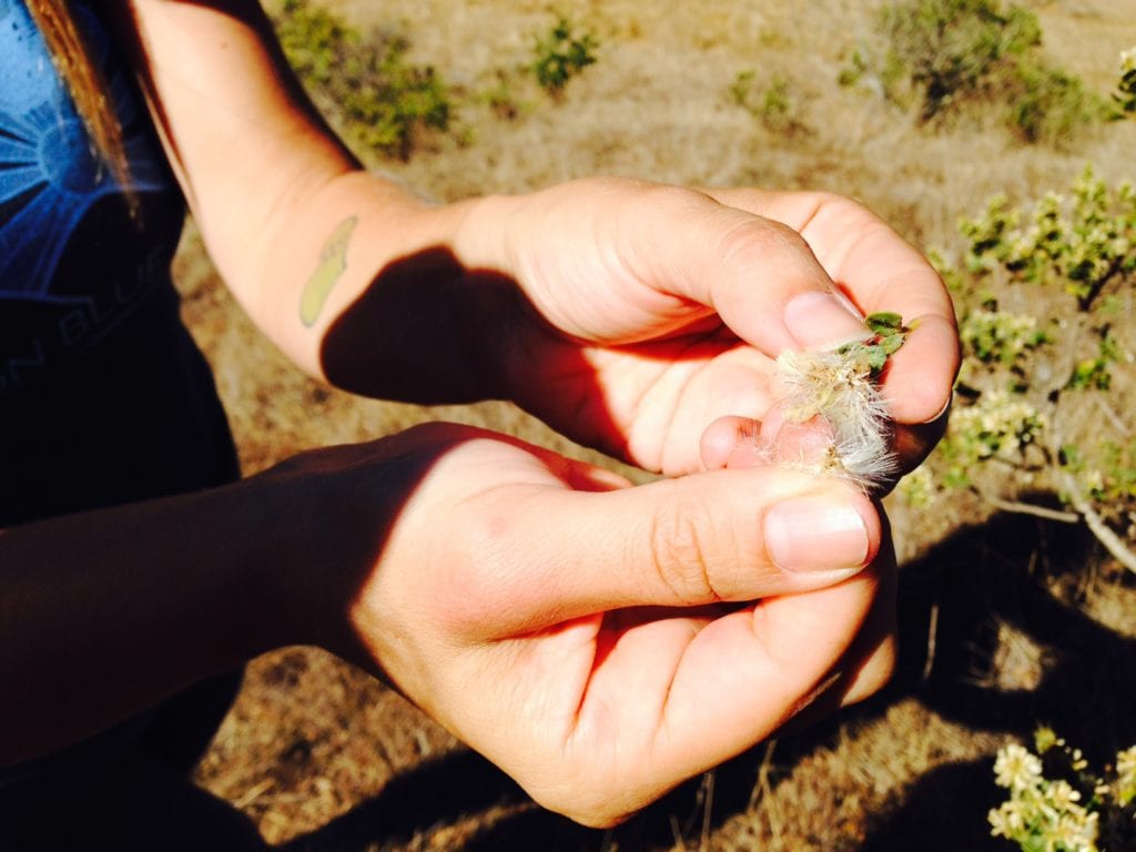 Coyote bush seeds