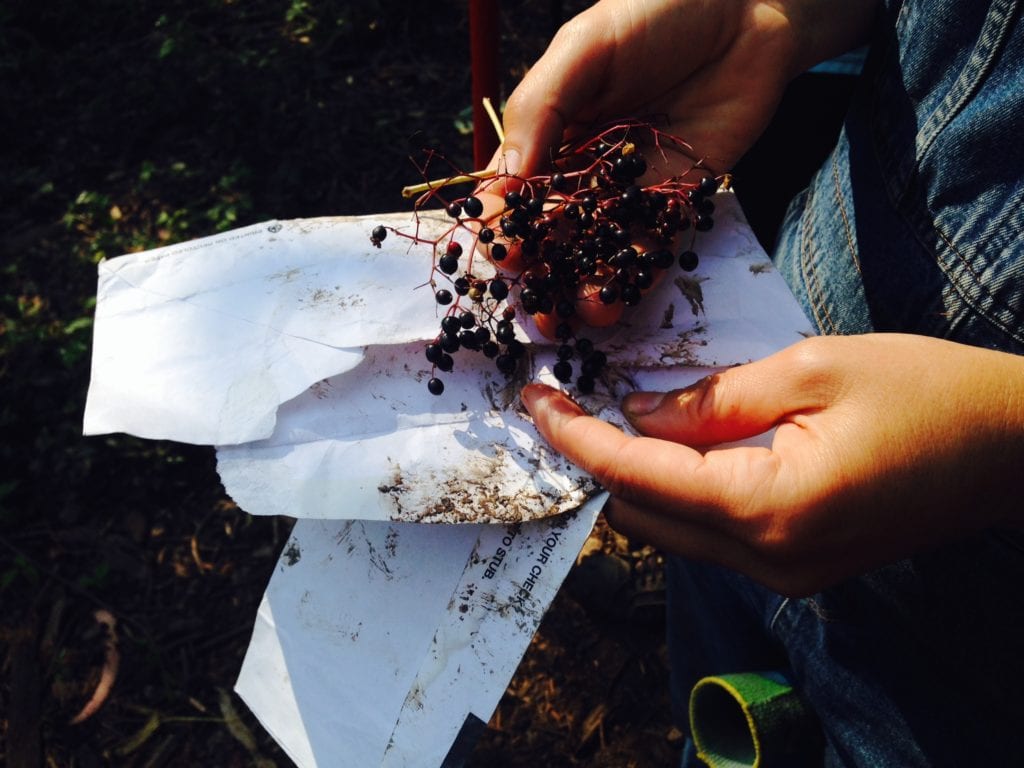 Blue elderberry seeds being collected in Glen Canyon.