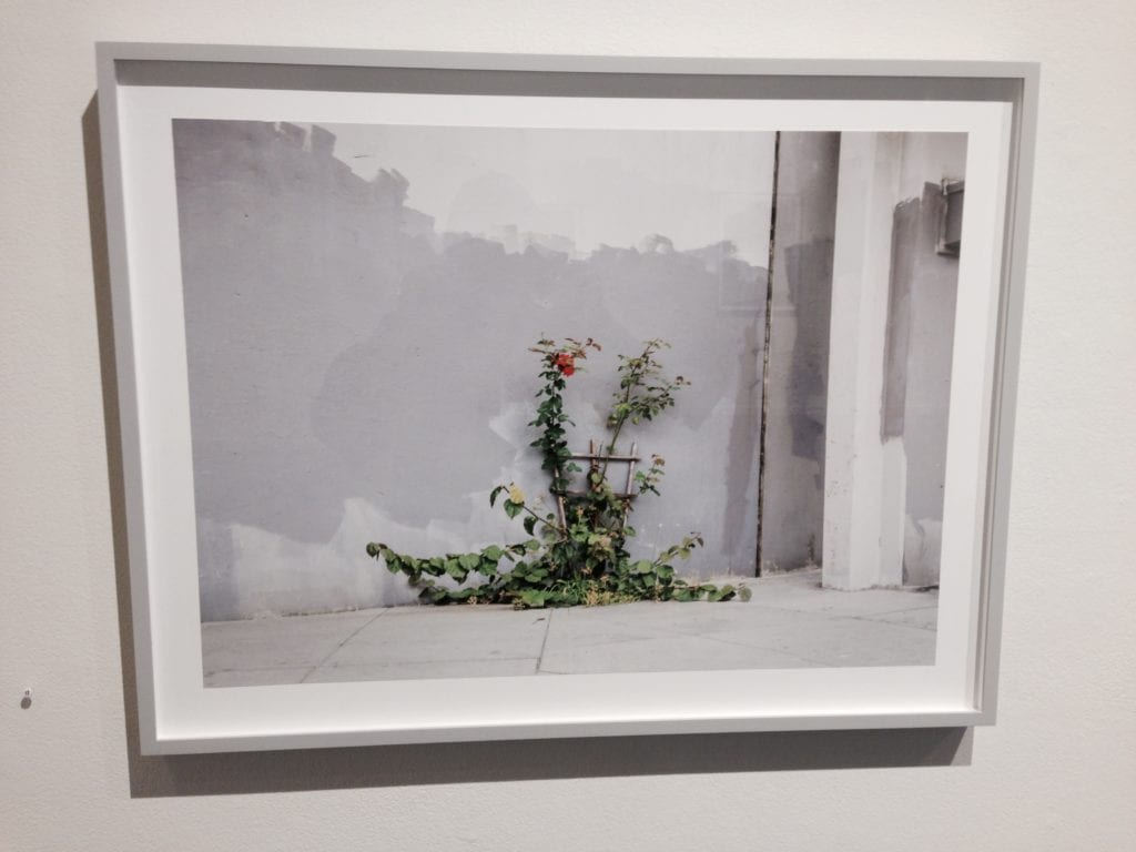 "Grey Wall" John Priola - 2014