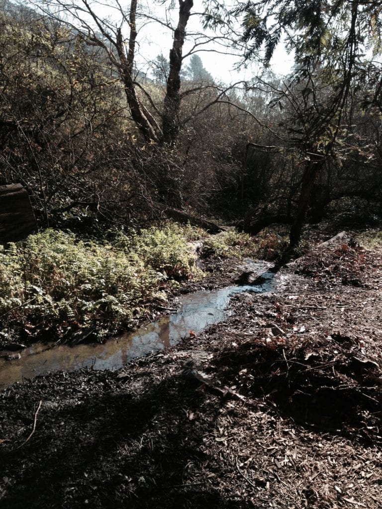 Islais Creek runs clean and true after Brightworks children and NAP volunteers finished work.