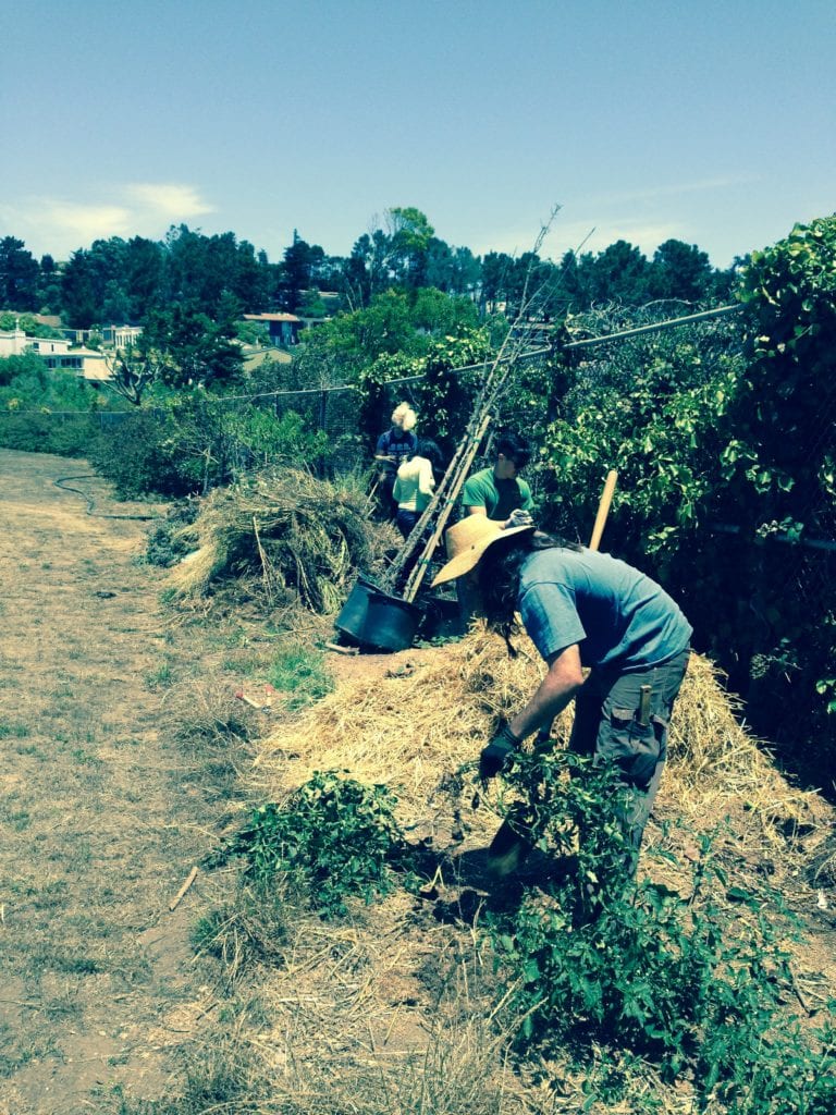 ECOSF volunteer clipping Cape ivy and Himalayan blackberry near School Farm beehives.