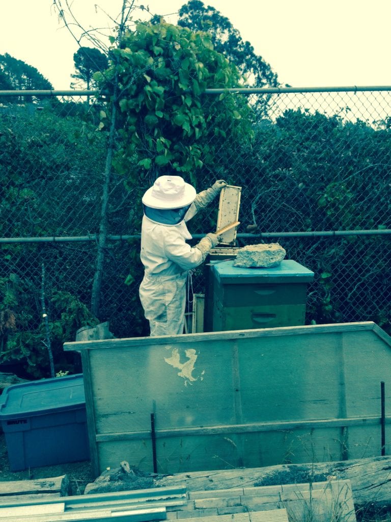 Fernando Aguilar harvesting honey from one of several frames taken from one of his two beehives. The frame is a mixture of honey and beeswax.