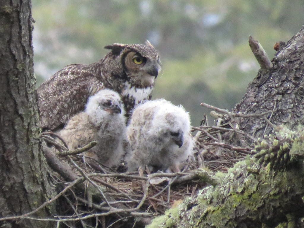 a GREAT HORNED OWL  AND TWO CHICKS  APRIL 8 2016    IMG_4047-1