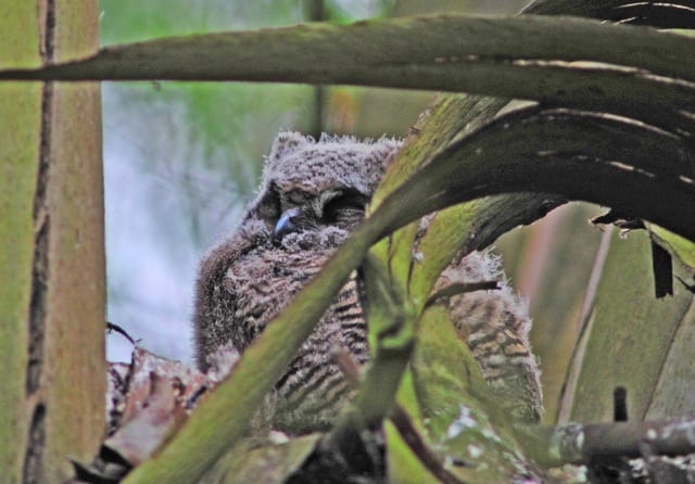 Weise-2012-04-17-2 fledgling