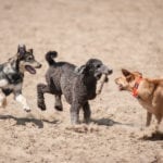 Walter Haas Dog Play Area Renovation Begins May 9