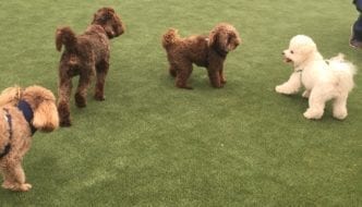 Rollicking Frolicking Pups Celebrate their New Play Area