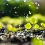 Join the Greening of Glen Park