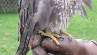 Hawk